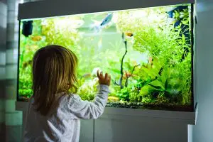 Małe marzenie – akwarium dla dzieci